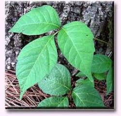 Poison ivy rashes are m…